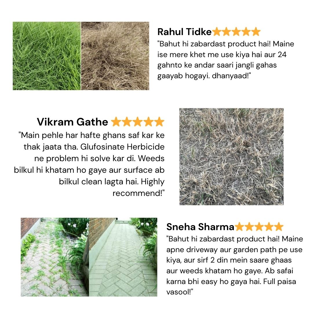 High-Concentration Glufosinate Herbicide Liquid (😍BUY 1 GET 1 FREE)